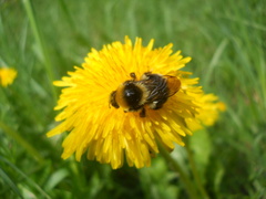 Bombus semenoviellus