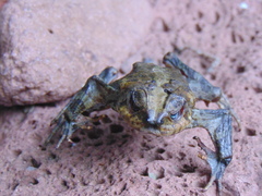 Incilius occidentalis