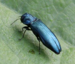 Agrilus cyanescens