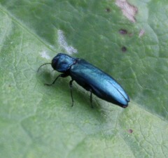 Agrilus cyanescens