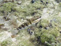 Amblygobius phalaena