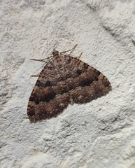 Triphosa dubitata