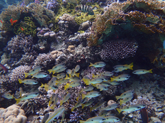 Lutjanus ehrenbergii