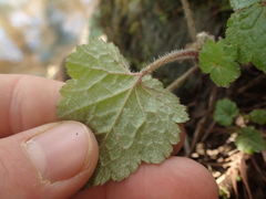 Tellima grandiflora