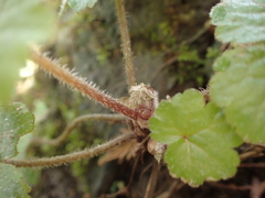 Tellima grandiflora