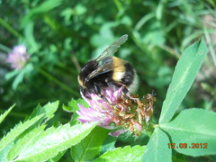 Bombus
