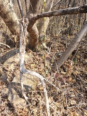 Crotalus molossus nigrescens