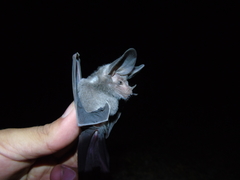 Macrotus waterhousii