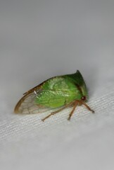 Stictocephala militaris