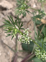 Ammoselinum butleri