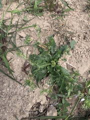 Ammoselinum butleri