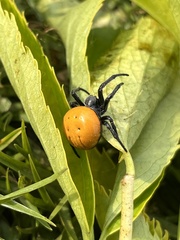 Araneus sernai