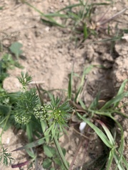 Ammoselinum butleri