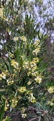 Ornithostaphylos oppositifolia