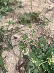 Ammoselinum butleri