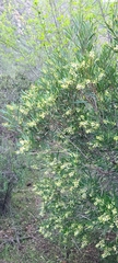 Ornithostaphylos oppositifolia