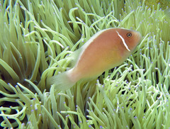Amphiprion perideraion