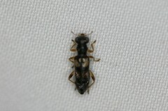 Phyllobaenus pallipennis