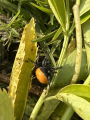 Araneus sernai