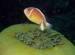Amphiprion perideraion