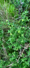 Galium porrigens