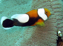 Amphiprion polymnus