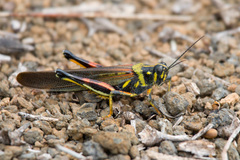 Schistocerca melanocera
