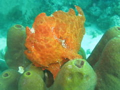 Antennarius commerson