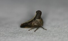 Telamonini