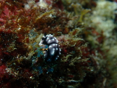 Phyllidiella pustulosa