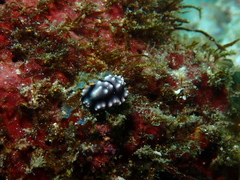 Phyllidiella pustulosa