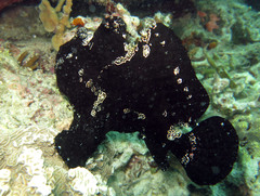 Antennarius commerson