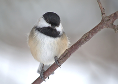 Poecile atricapillus image