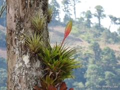 Tillandsia lampropoda