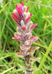 Castilleja arvensis arvensis