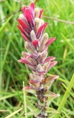 Castilleja arvensis arvensis