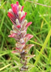 Castilleja arvensis arvensis