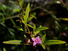 Boronia keysii