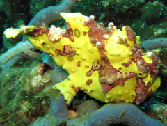 Antennarius maculatus
