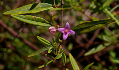 Boronia keysii