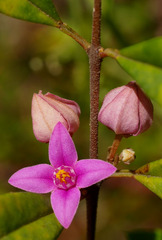 Boronia keysii