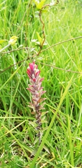 Castilleja arvensis arvensis