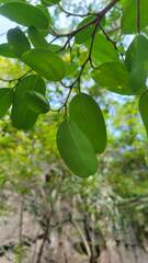 Celtis philippensis