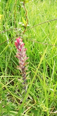 Castilleja arvensis arvensis