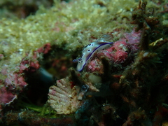 Hypselodoris tryoni