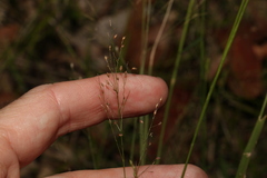Panicum simile