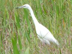 Egretta caerulea