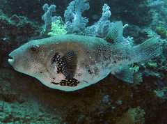 Arothron caeruleopunctatus