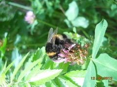 Bombus