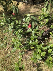 Fuchsia boliviana